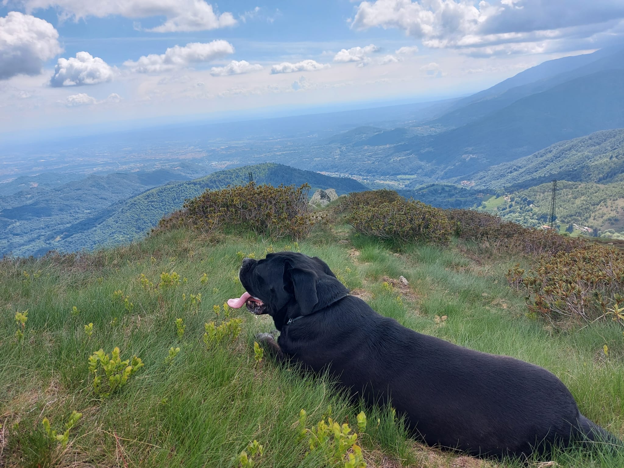 Rudo disteso sull'erba davanti a un paesaggio di montagna
